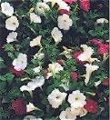 petunias